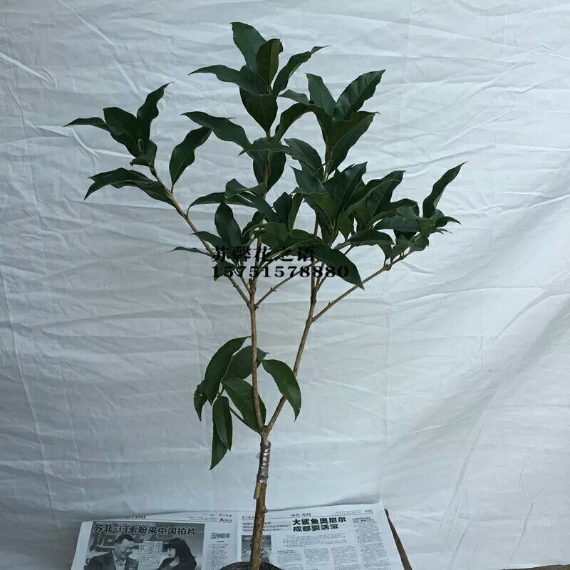 四季桂花树苗花卉盆栽浓香型嫁接金桂地栽盆栽都可