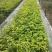 四季桂花树苗花卉盆栽浓香型嫁接金桂地栽盆栽都可