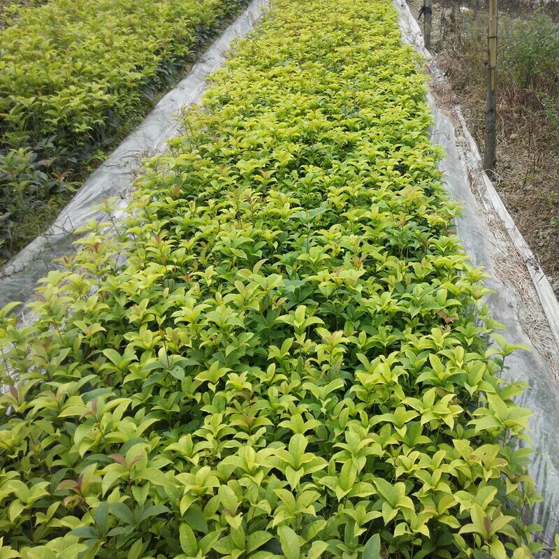 四季桂花树苗花卉盆栽浓香型嫁接金桂地栽盆栽都可