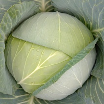 【精品】新野奥琪娜扁包菜产地直发量大货好，欢迎考察
