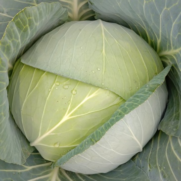 【精品】新野奥琪娜扁包菜产地直发量大货好，欢迎考察