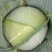 【精品】新野奥琪娜扁包菜产地直发量大货好，欢迎考察