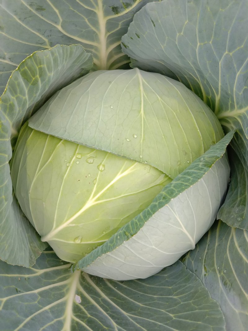 【精品】新野奥琪娜扁包菜产地直发量大货好，欢迎考察