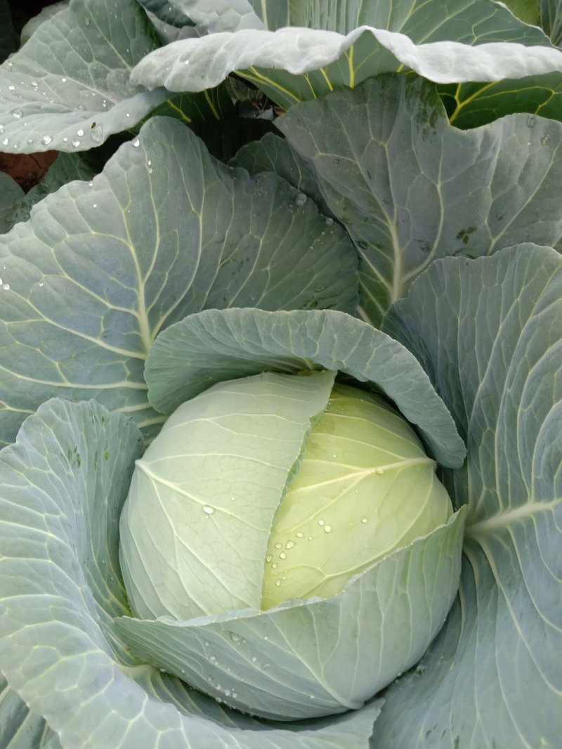 【精品】新野奥琪娜扁包菜产地直发量大货好，欢迎考察