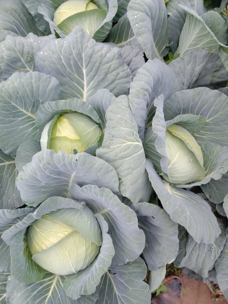 【精品】新野奥琪娜扁包菜产地直发量大货好，欢迎考察