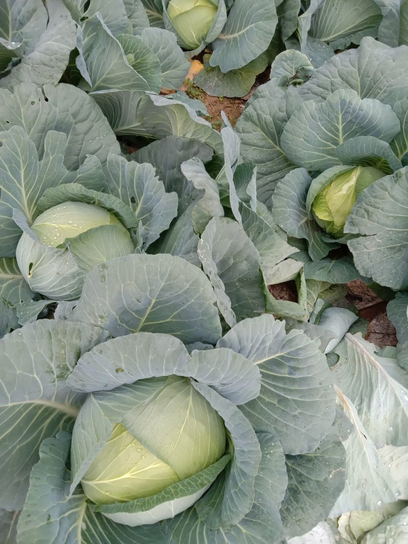 【精品】新野奥琪娜扁包菜产地直发量大货好，欢迎考察