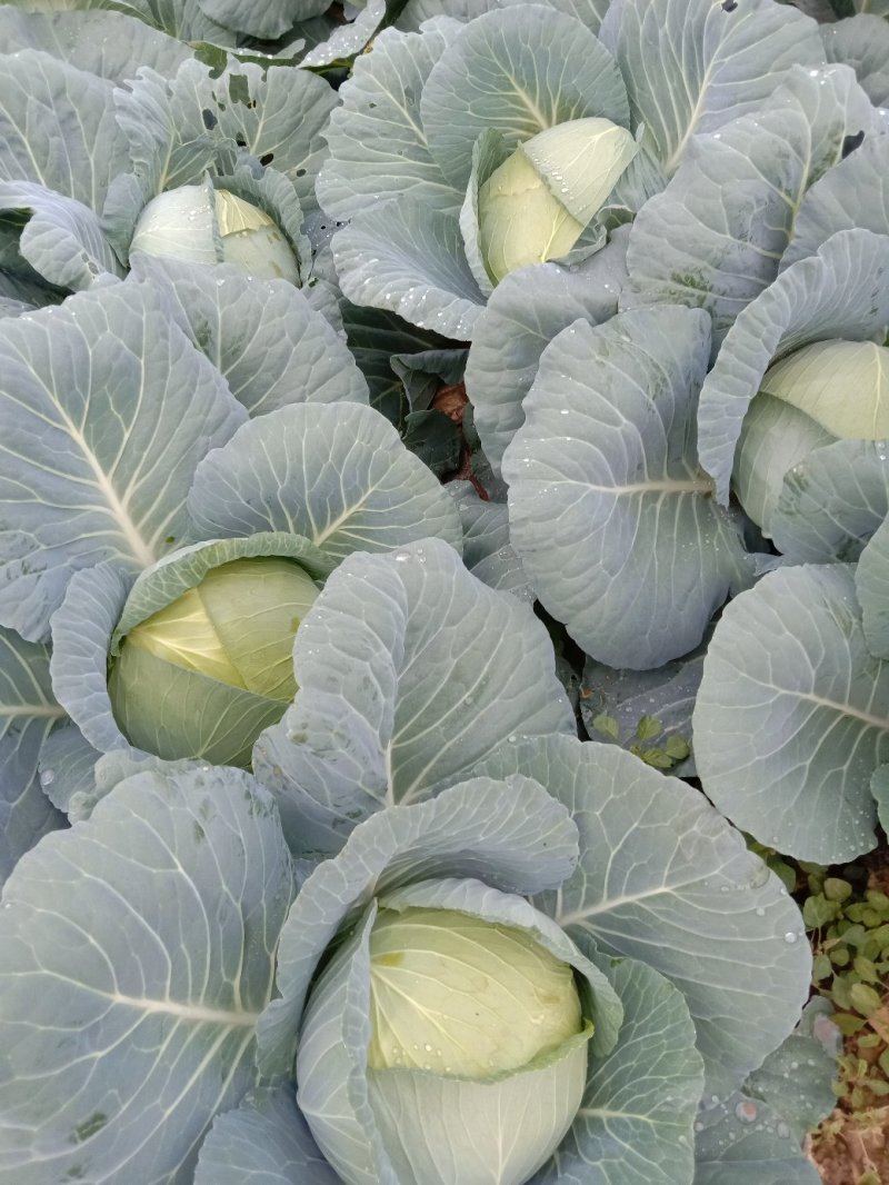 【精品】新野奥琪娜扁包菜产地直发量大货好，欢迎考察