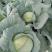 【精品】新野奥琪娜扁包菜产地直发量大货好，欢迎考察