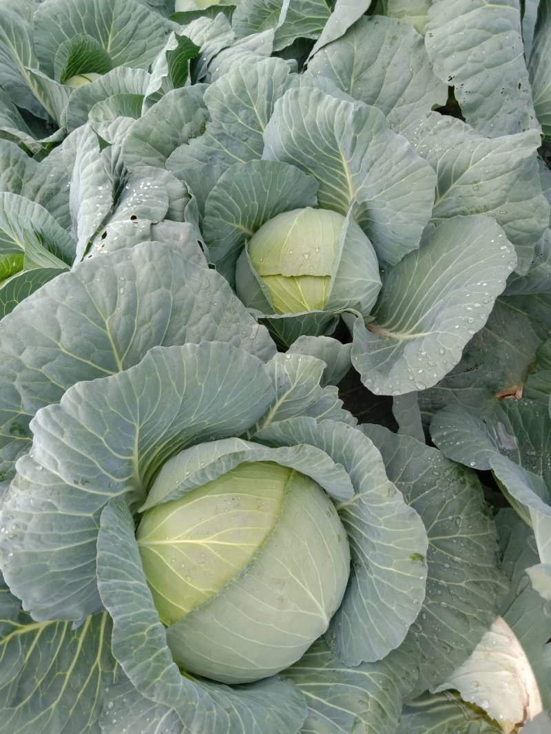 【精品】新野奥琪娜扁包菜产地直发量大货好，欢迎考察