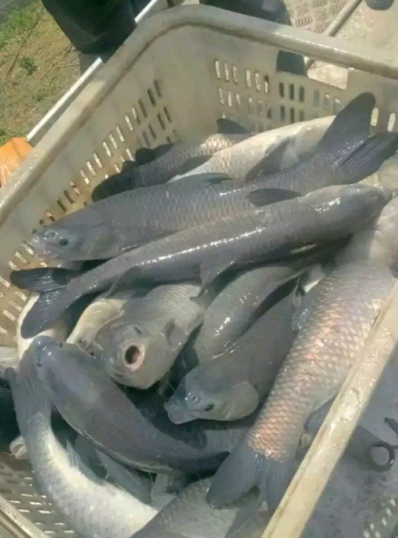 青鱼