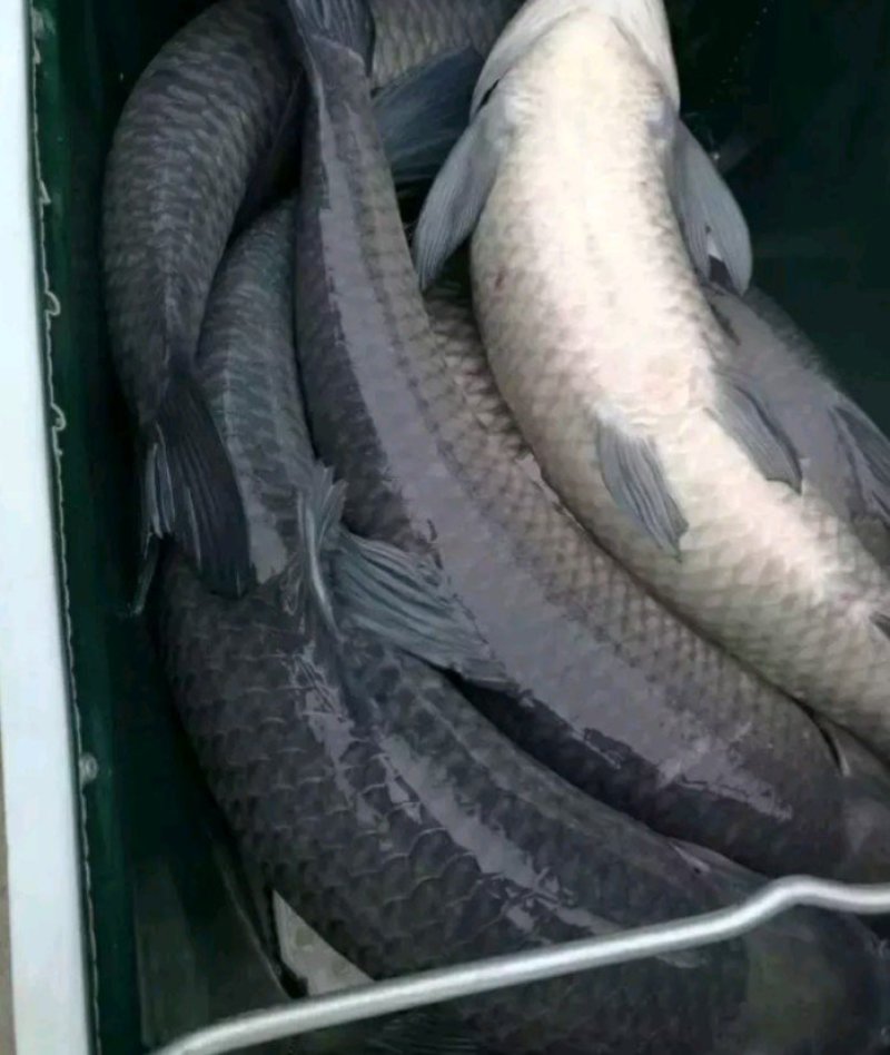 青鱼