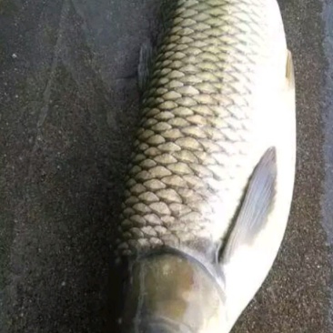 青鱼