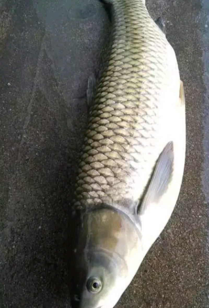 青鱼