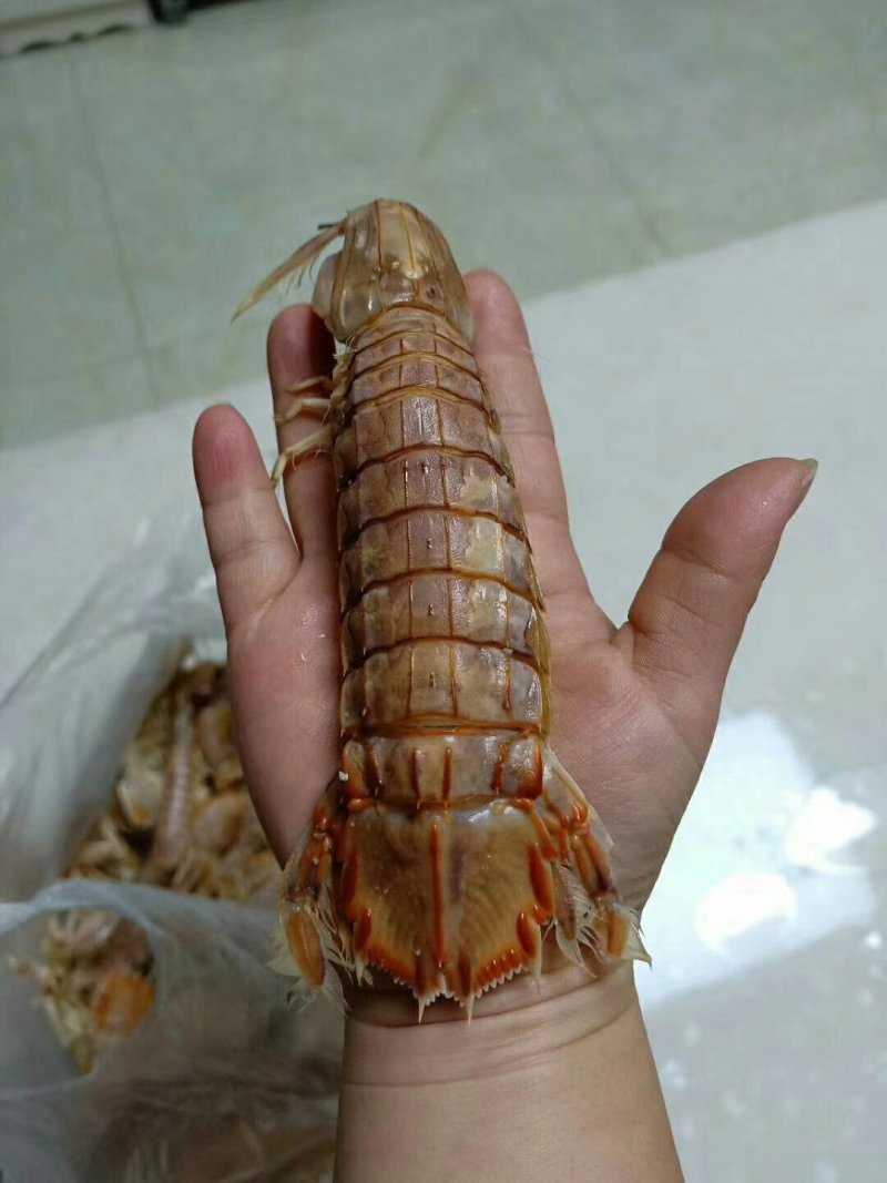 皮皮虾