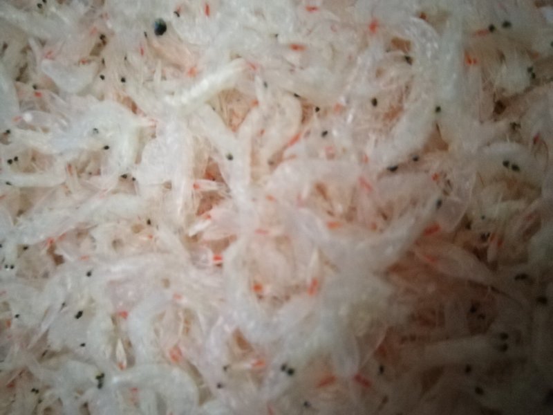 虾皮，优质货源，咸淡都有，干货！海产，山东渤海