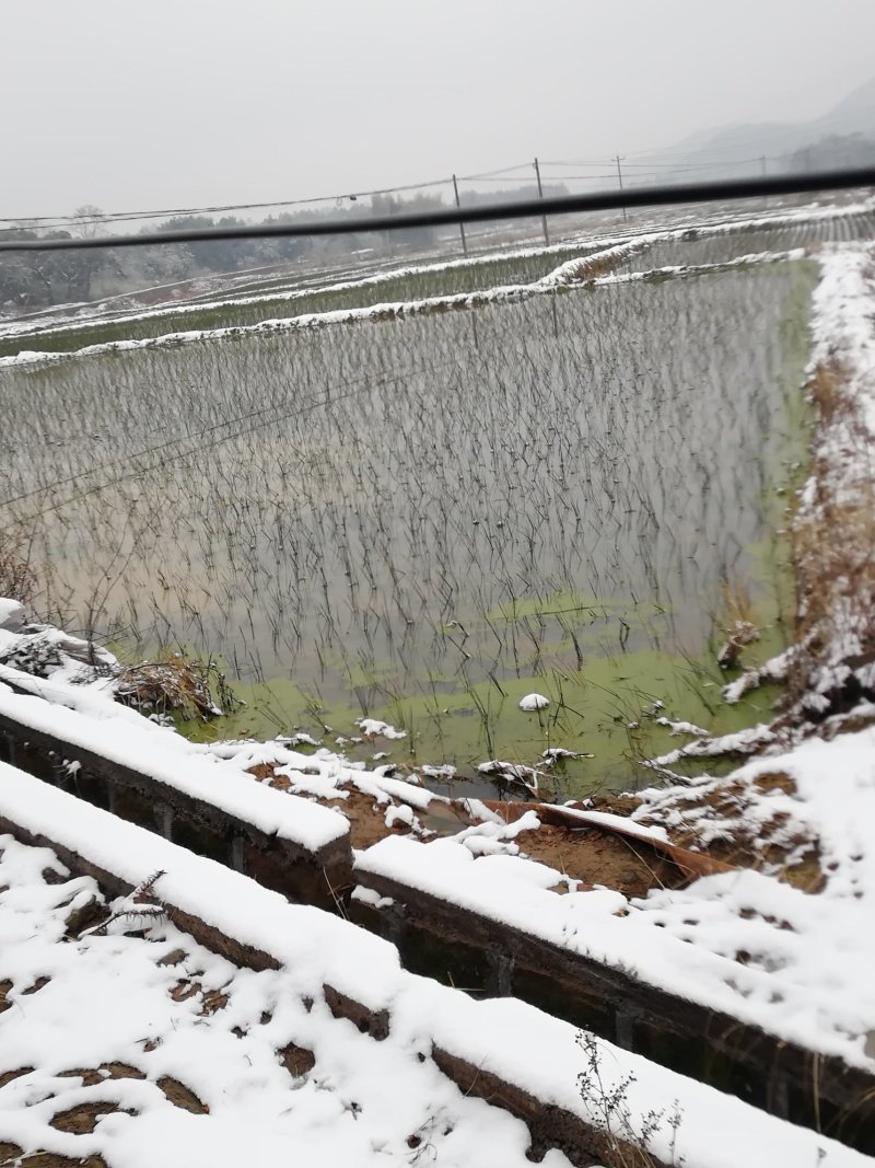 全国最大万亩灯心草基地