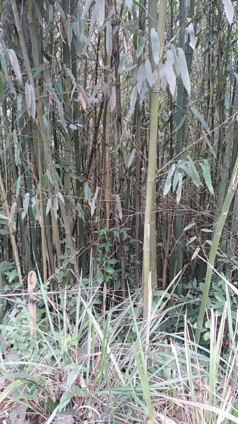 淡竹