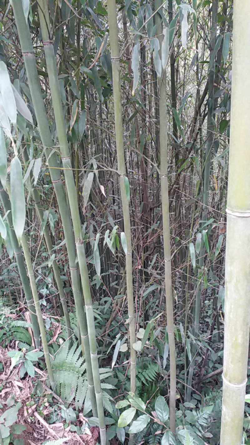 淡竹