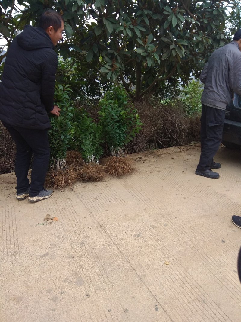 大果三华李，30-80高