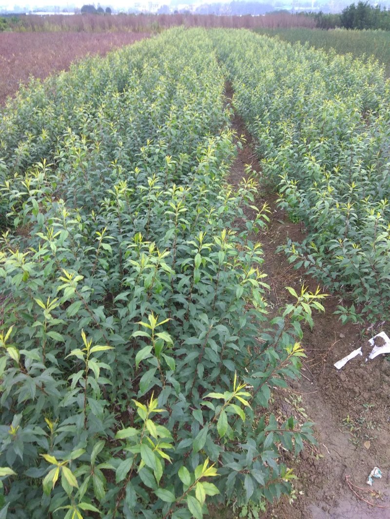 早李苗，早熟三华李，包正宗，假一赔十，提供免费种植技术