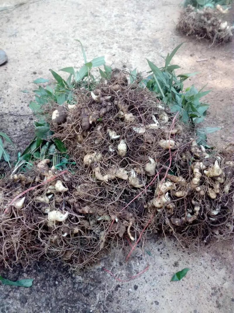 红花野生黄精苗来自于云南普洱一带的大山之中