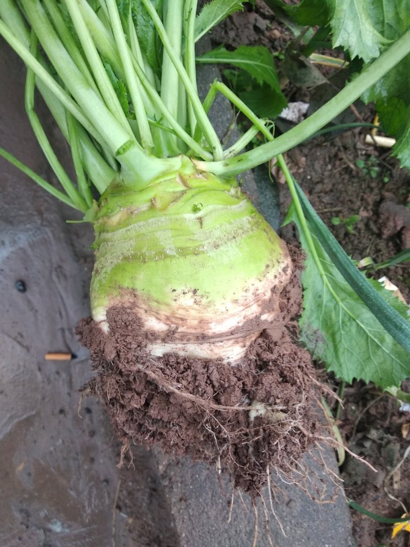 大头菜，大量供应