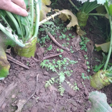 大头菜，大量供应