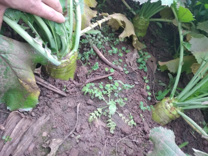 大头菜，大量供应