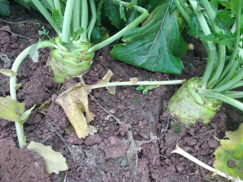 大头菜，大量供应