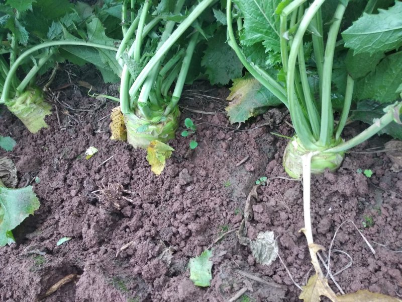 大头菜，大量供应