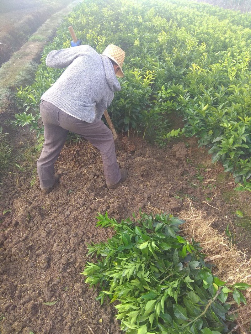 爱媛（红美人），包正宗假一赔十，提供免费种植技术