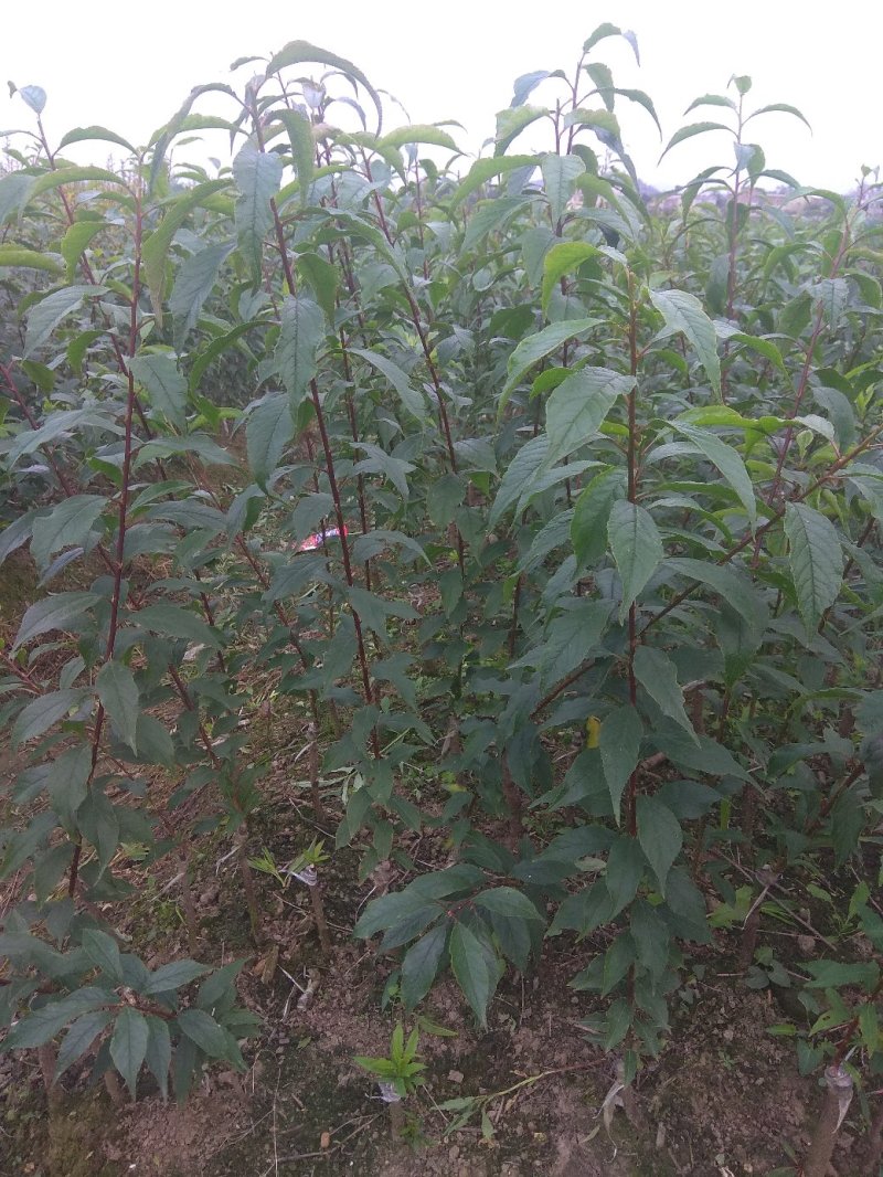 三华李树苗包正宗假一赔十，提供免费种植技术
