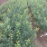 三华李树苗包正宗假一赔十，提供免费种植技术