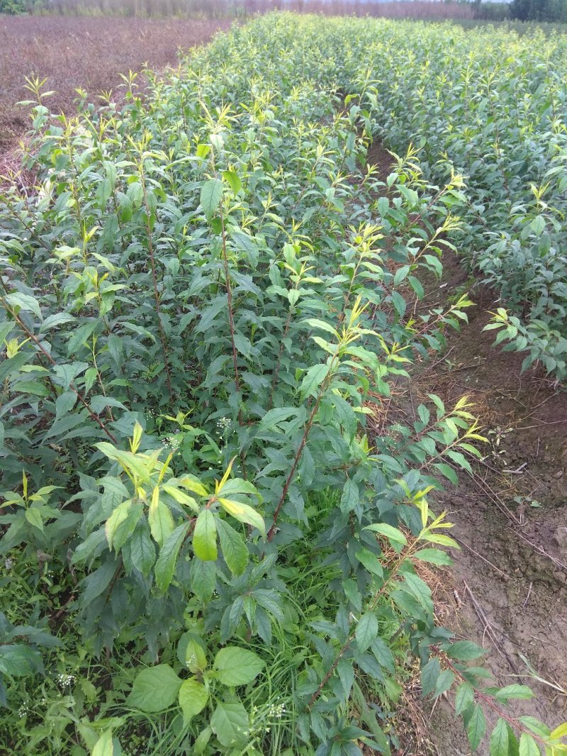 三华李树苗包正宗假一赔十，提供免费种植技术