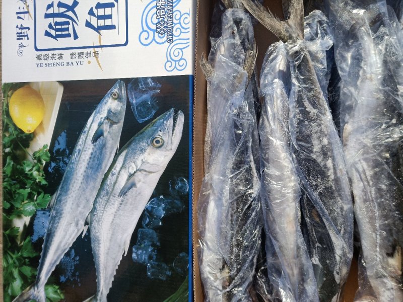 燕鲅鲅鱼一盒5斤带礼盒