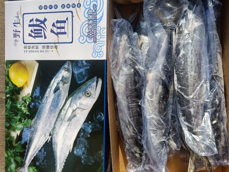 燕鲅鲅鱼一盒5斤带礼盒
