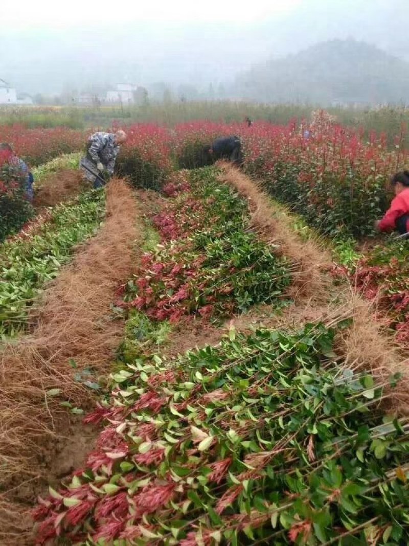 红叶石楠苗高30~40cm农户直销价格优惠