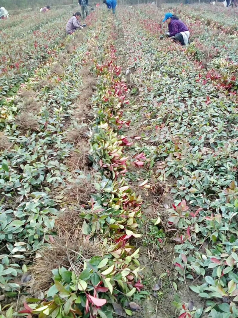 红叶石楠苗高30~40cm农户直销价格优惠
