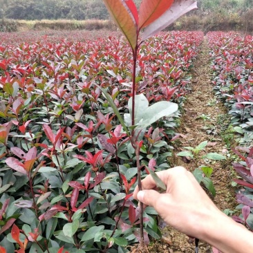 红叶石楠苗高30~40cm农户直销价格优惠