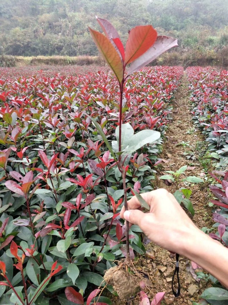 红叶石楠苗高30~40cm农户直销价格优惠