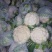 实花白收2毛5