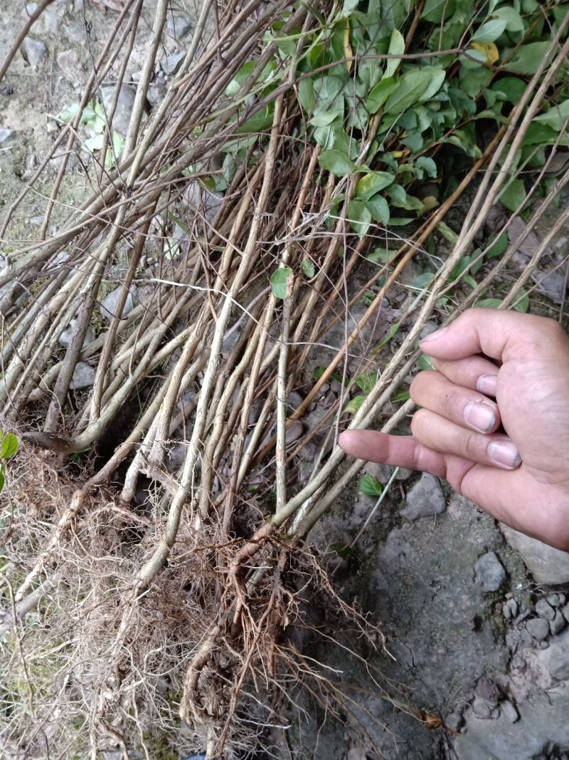 紫薇地径1公分至3公分
