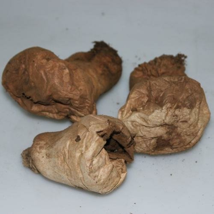 马勃 马屁勃 马屁包 灰包菌 乌龙菌 中药材一公斤包邮