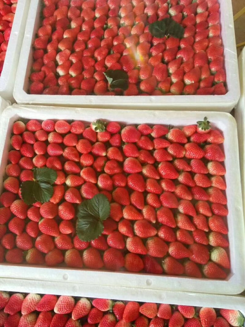 安徽精品奶油草莓基地直发品质保证量大从优欢迎联系