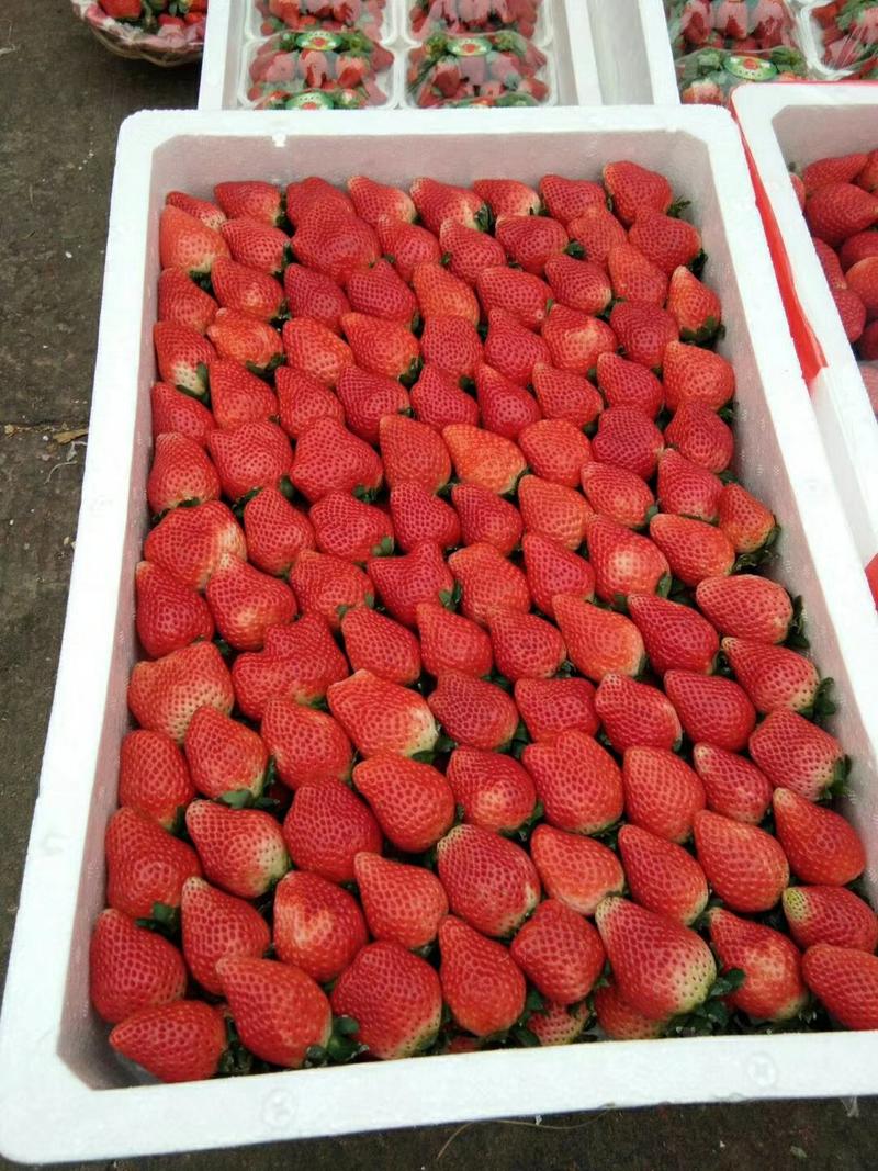 安徽精品奶油草莓基地直发品质保证量大从优欢迎联系