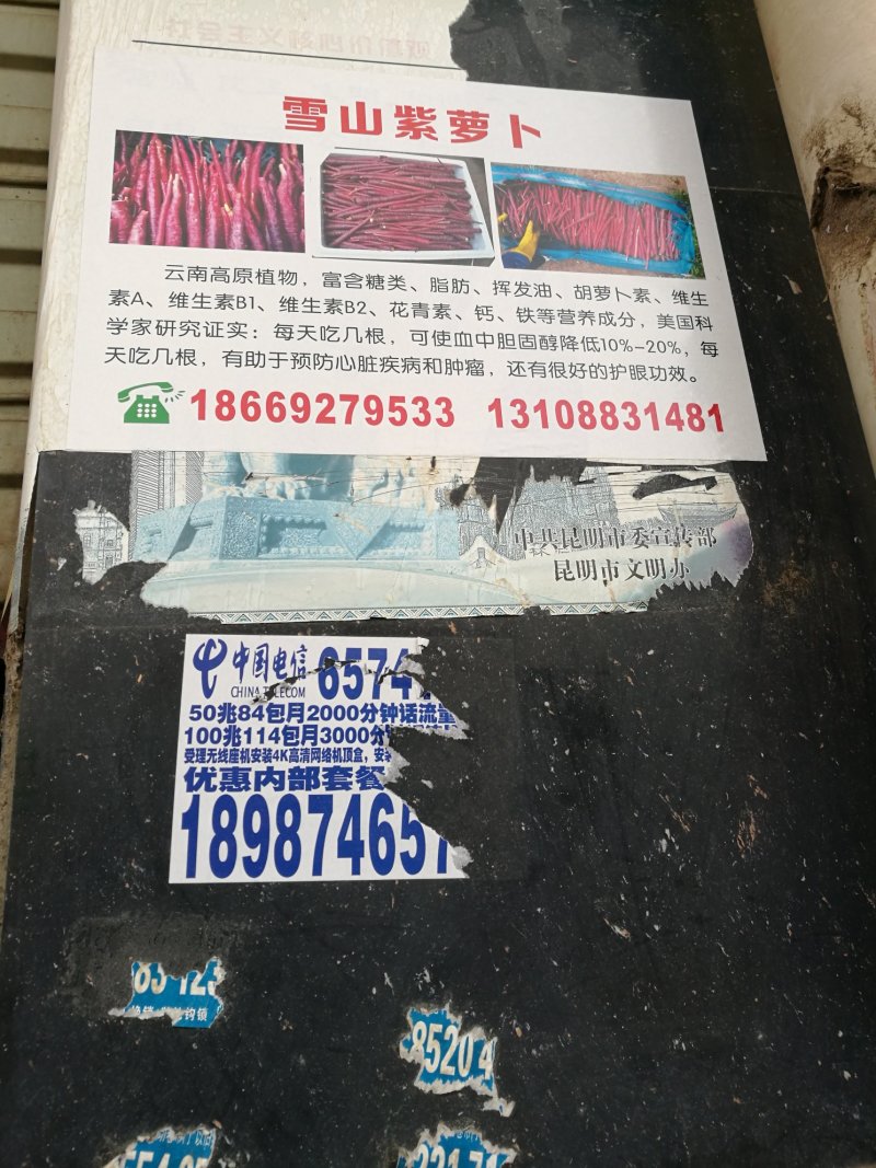 云南雪山紫萝卜高原，原生态天生天养农产品