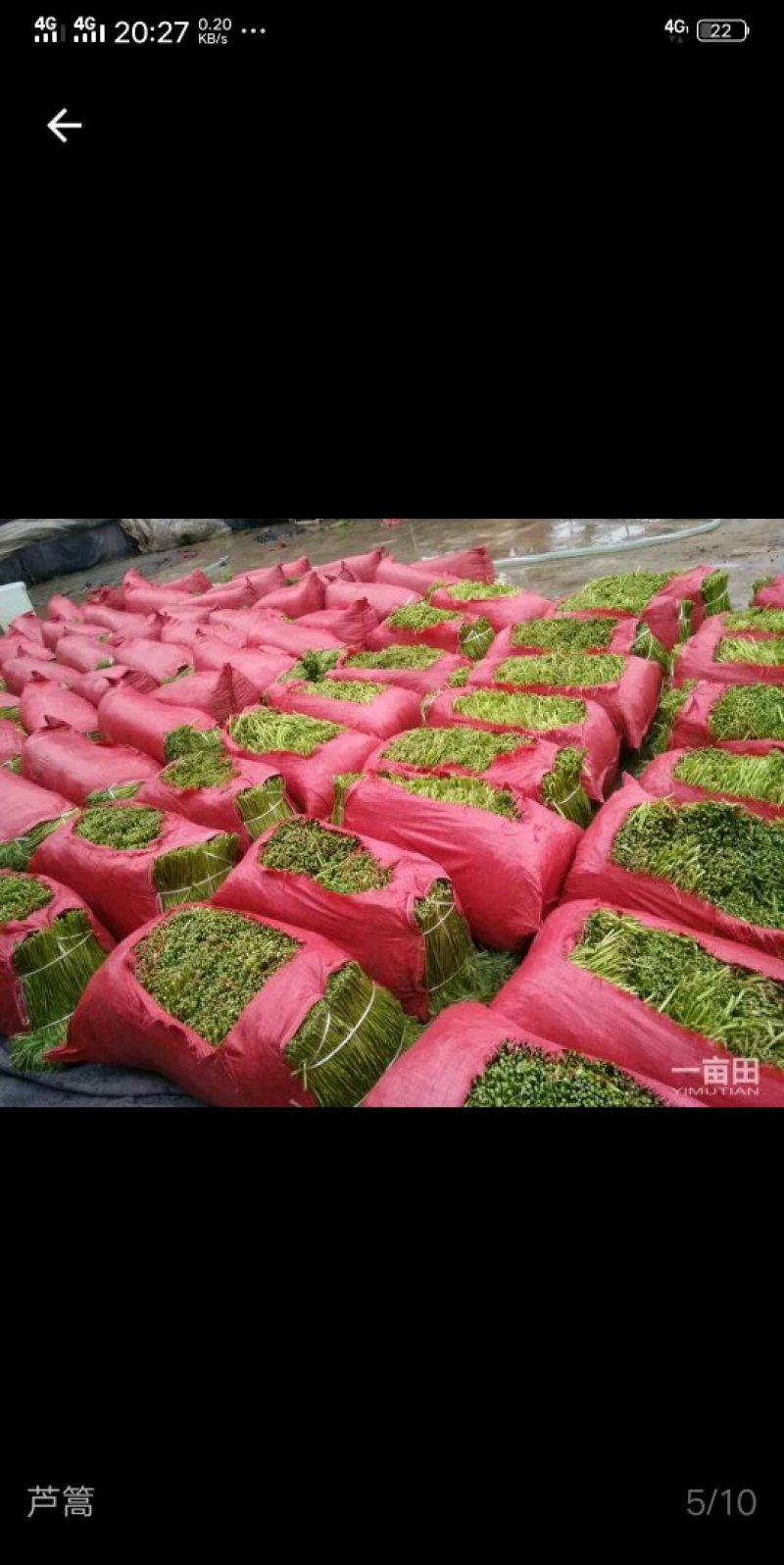 芦蒿即将大量上市