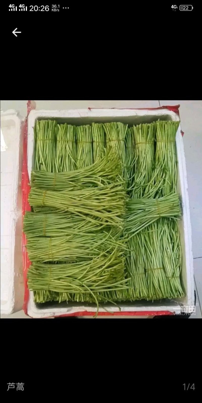 芦蒿即将大量上市