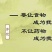 云南金边玫瑰