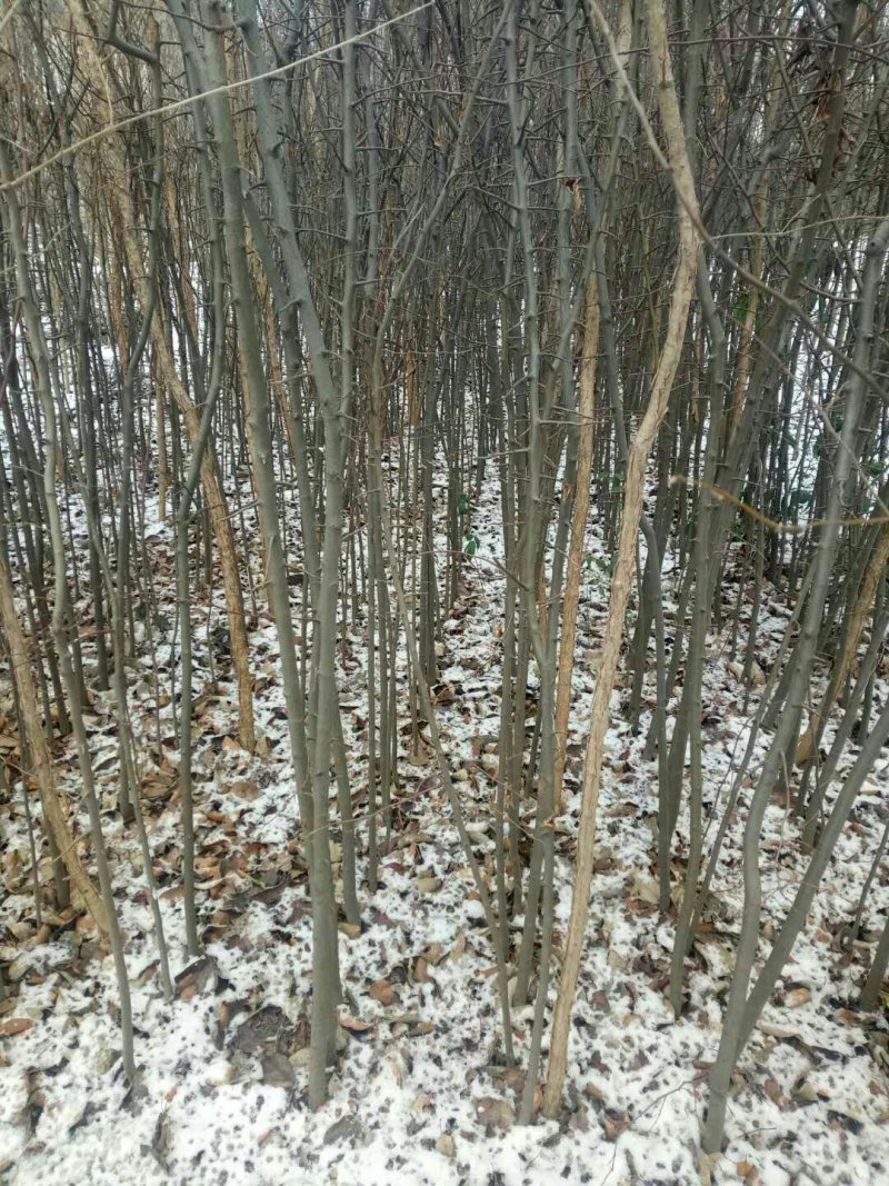 木瓜苗光皮木瓜苗，木瓜海棠，